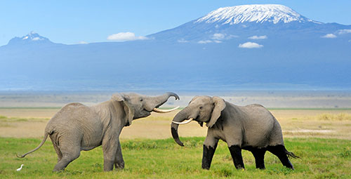 Safaris & Tours